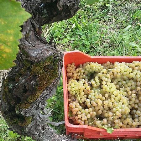 Farmstay Kmetija Stekar Kojsko المظهر الخارجي الصورة