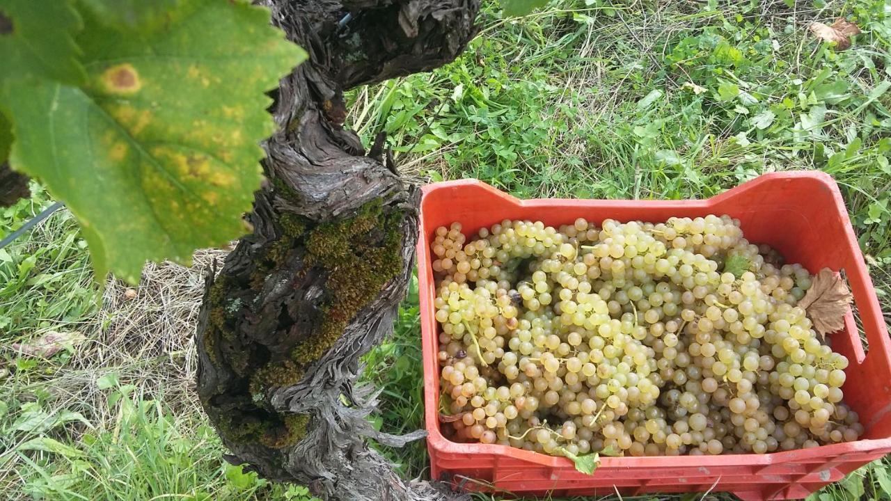 Farmstay Kmetija Stekar Kojsko المظهر الخارجي الصورة