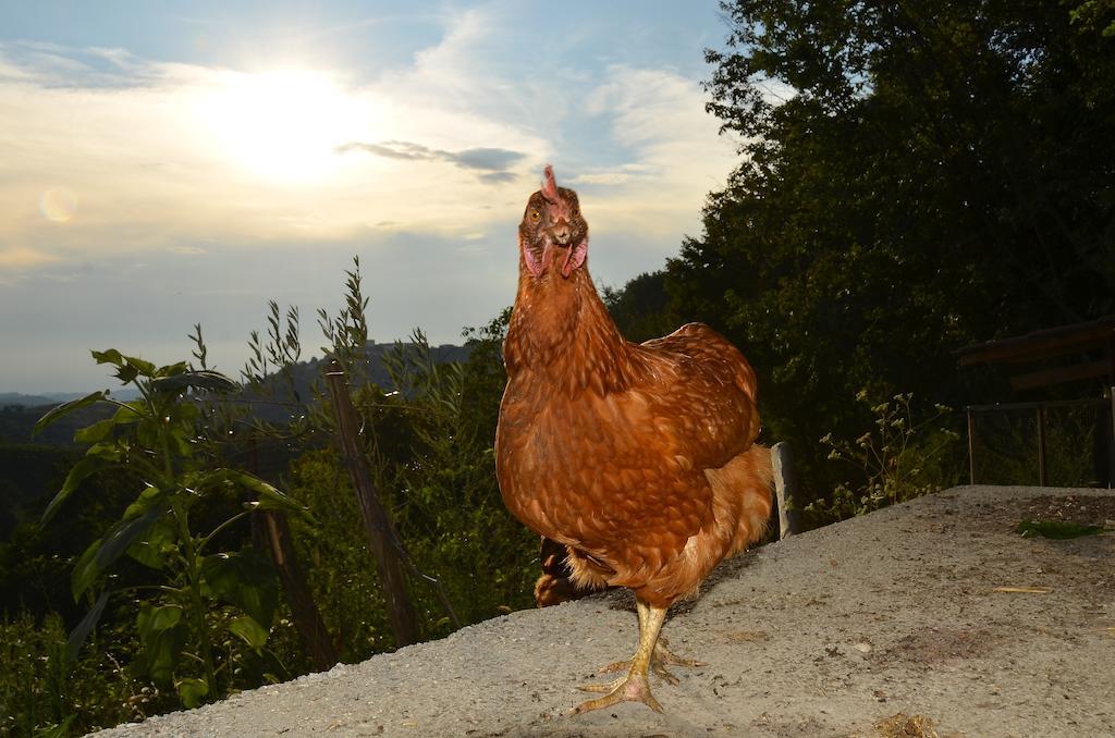 Farmstay Kmetija Stekar Kojsko المظهر الخارجي الصورة